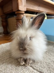 Obraz premium Indoor lionhead angora fluffy bunny with big ears