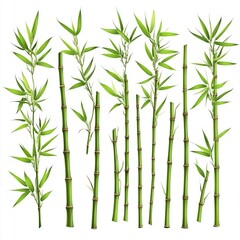 Obraz premium Green bamboo stems with leaves, cut out isolated on white a background