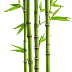 Green bamboo stems with leaves, cut out isolated on white a background