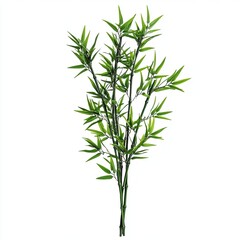 Fototapeta premium Green bamboo stems with leaves, cut out isolated on white a background