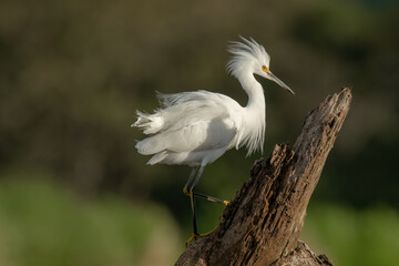 Snowy Egret ((Egretta thula) is a small white heron on river bank in Costa Rica