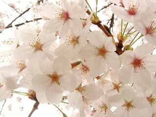 桜