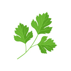 Parsley branch isolated on white. Green fragrant herb icon. Vector cartoon flat illustration.
