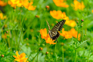 Butterfly on Orange Cosmos Flower