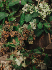 Autumn flowers in pots in flower shop. Halloween and Thanksgiving fall season decoration with flowers in baskets. Part of a series. Soft focus