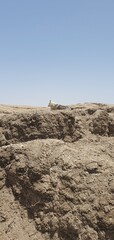 white husky dog ​​lying on a rocky cliff in the Dead Sea mountains under a clear blue sky