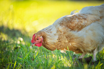 White rib chicken in the grass in the garden
