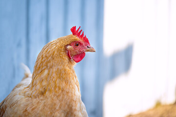 red chicken close-up portrait on a blue wall in the yard