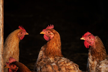 red hens on a dark background in a barn