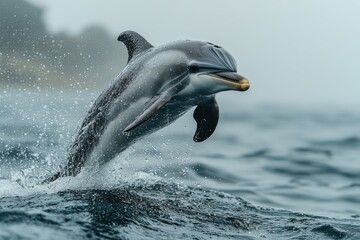 Obraz premium Dolphin leaping from the ocean waves.