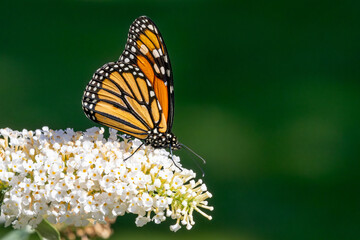 Monarach Butterfly on a Butterflybush