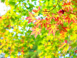 秋のイメージ素材、紅葉と秋晴れの青空