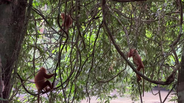 Maroon leaf monkeys in trees