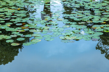 Green water lily pads floating on pond reflecting trees and sky