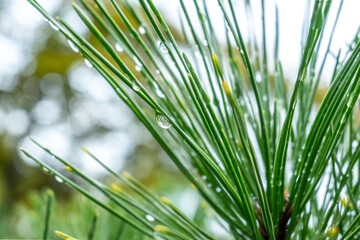 Fototapeta premium Sparkling raindrops clinging to vibrant green pine needles