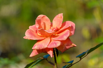 Peach Rose Blooming in Sunlight
