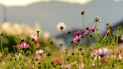 Cosmos Flowers at Sunset in the Field
