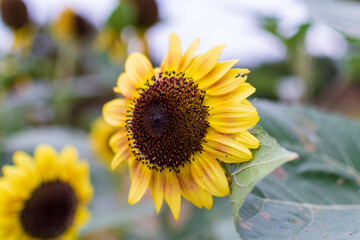 Sunflower Bloom in Full Display