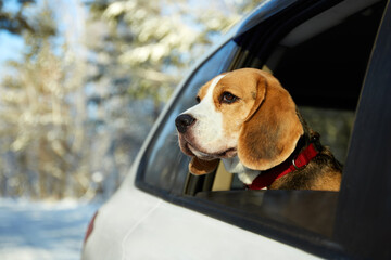 The dog travels by car in the snowy winter. A cute beagle dog looks out of the car window.