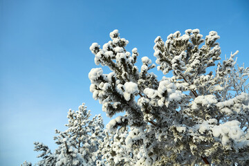 Snow on the branches of a pine tree. Beautiful winter landscape.