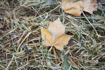 liść,jesień,przymrozek 