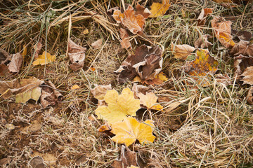 liście,jesień, przymrozek 