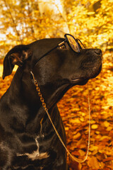 Pies w okularach w jesiennej scenerii.  © Aneta