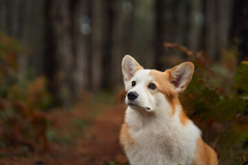 A corgi dog sits in the forest, looking up attentively. The dog is surrounded by trees and autumn light, creating a serene moment in nature.