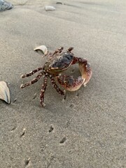 Crab at the Beach 