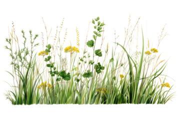 A patch of tall, untamed grass with delicate seed heads and vibrant green stems, isolated on a white background.