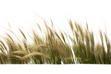 A detailed view of wild grass featuring fine, wispy blades and natural imperfections, isolated on a plain white background