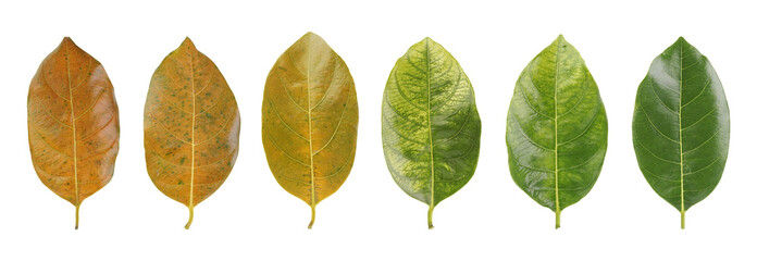 Different colors of leaves plants. Closeup leaves in different color age of jackfruit tree leaves.