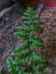 Asplenium adiantum, known as Black Spleenwort, is a compact fern with dark green, finely divided fronds. It thrives in shaded, moist environments and adds elegant texture to gardens and indoor spaces