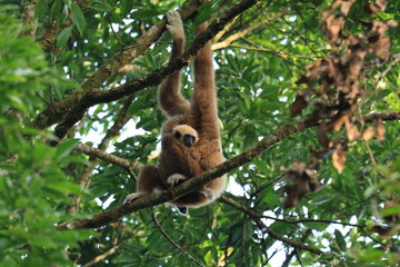 
The lar gibbon is living in Kaeng Krachan National Park, Phetchaburi Province, Thailand
