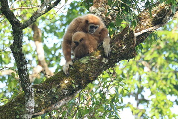 
The lar gibbon is living in Kaeng Krachan National Park, Phetchaburi Province, Thailand
