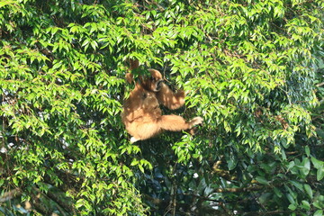 
The lar gibbon is living in Kaeng Krachan National Park, Phetchaburi Province, Thailand
