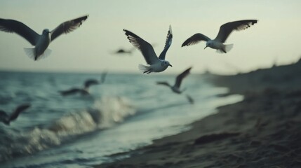 Obraz premium Seagulls Flying Over a Serene Beach at Dusk with Gentle Waves Lapping at the Shore and Soft Light Casting a Golden Hue on the Sand
