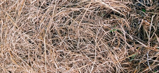 The condition of the rice fields after harvest, the remaining rice stalks begin to dry out