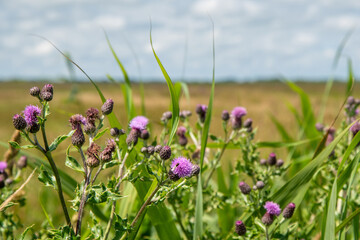 Brown knapweed (centaurea jacea) in the polder at nature reserve Bloksloot (Bloksleat), Friesland, the Netherlands