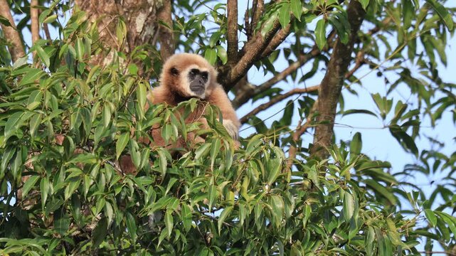 
The lar gibbon is living in Kaeng Krachan National Park, Phetchaburi Province, Thailand
