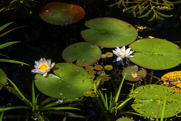 White water lilies (nymphaea alba) at Oranjewoud forest, Friesland, The Netherlands