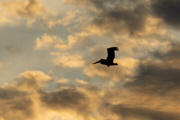 Brown pelican (Pelecanus occidentalis) flying bird on early evening sky background. Costa Rica