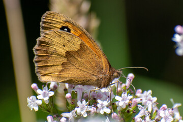 Meadow Brown butterfly (Maniola jurtina) at Oranjewoud forest, Friesland,  The Netherlands