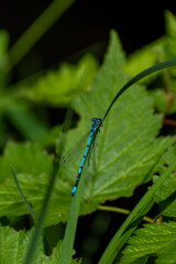 Azure damselfly (Coenagrion puella) at Oranjewoud forest, Friesland,  The Netherlands