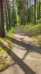 Fototapeta premium Beautiful path through a forest on the hiking trail in summer through Aukstaitija National Park near Paluse, Ignalina district, Lithuania