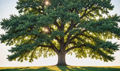 Fototapeta premium A large, green oak tree stands tall in a field, its branches reaching out to the sky
