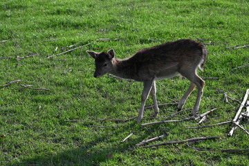 wild deer animal on a green meadow
