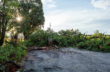 Sunshine brightens disaster area