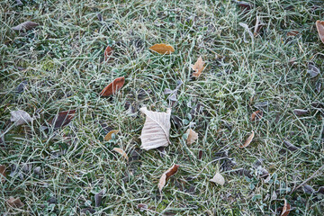 liść,jesień,przymrozek 