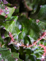 The benefits of Lactea cactus are: Purifying the air by capturing pollutants and bacteria,